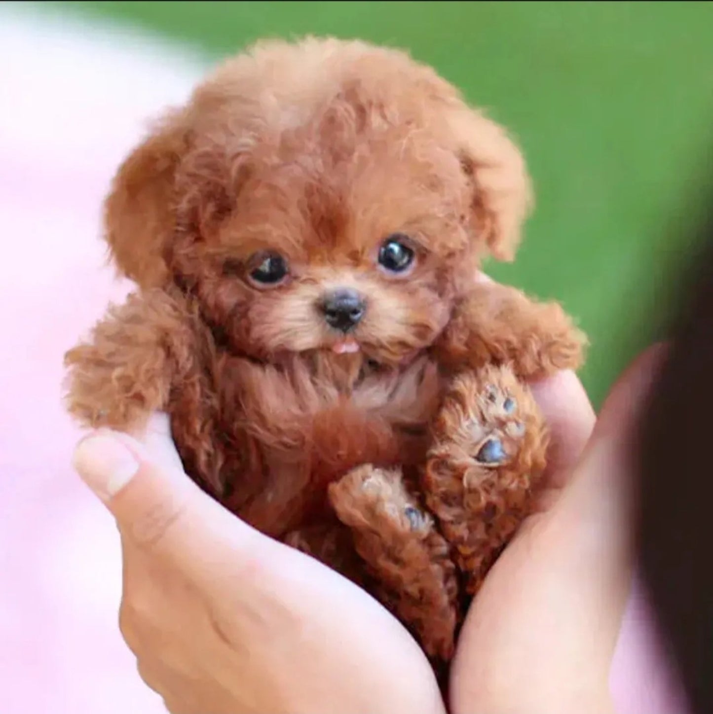 🐶 NEYEROS® Your New Best Friend – The Plush Dog That Comes to Life! ✨